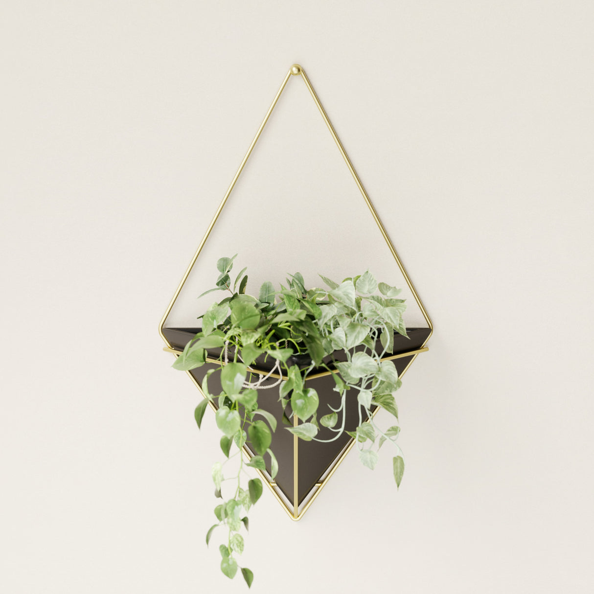 Wall Planters | color: Black-Brass