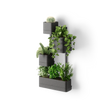 Wall Planters | color: Black